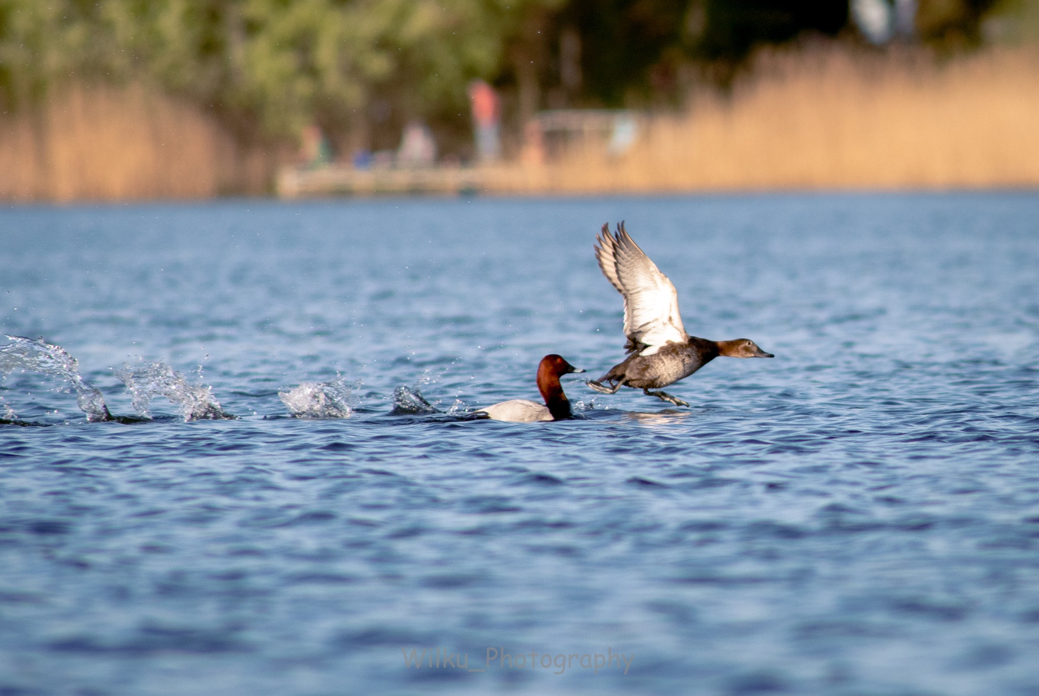 Dwie kaczki na wodzie; jedna startuje do lotu, wzbijając fontannę wody, druga pływa spokojnie obok.