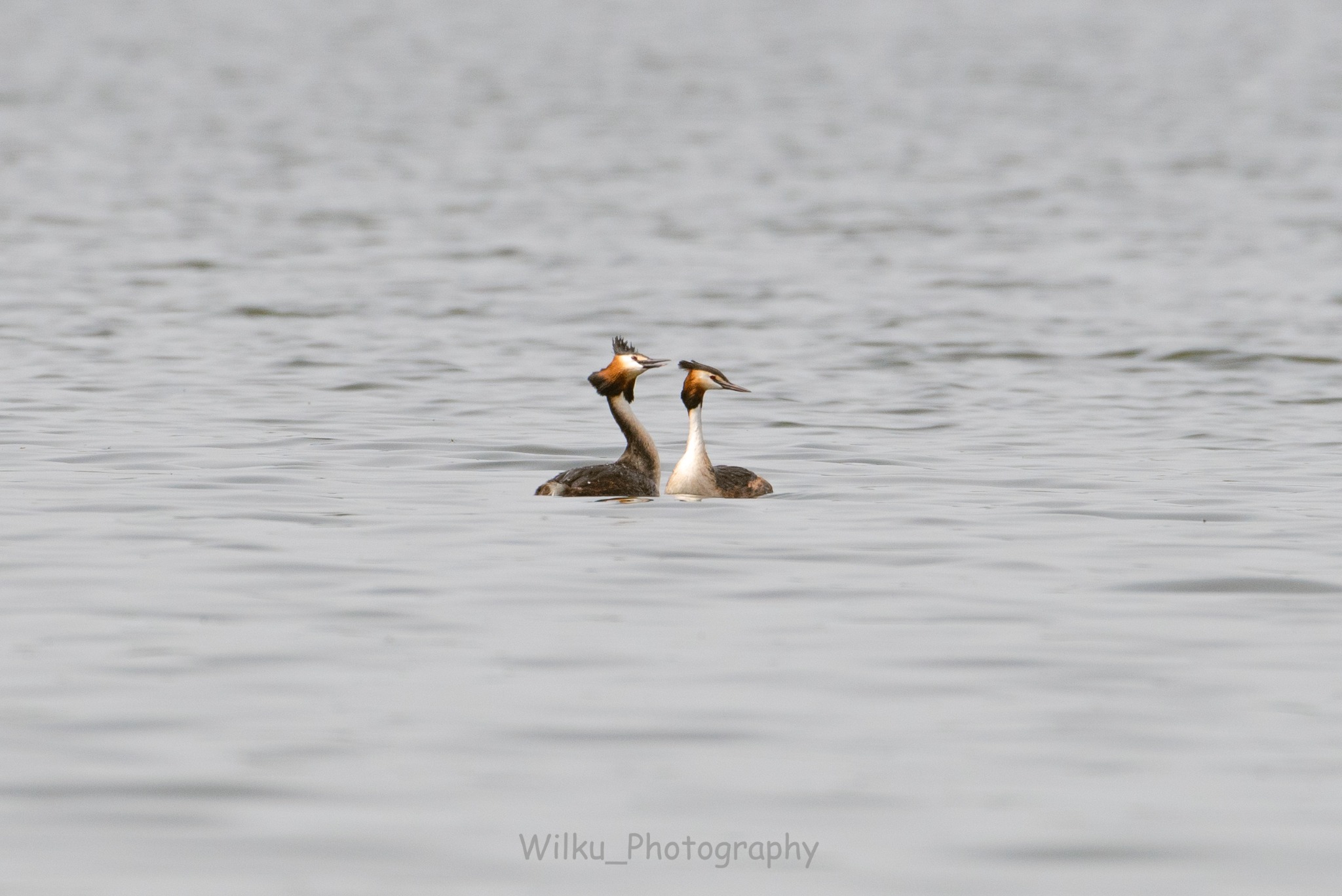 Dwa perkozy dwuczube na spokojnej wodzie, jeden z uniesioną głową i rozłożonym pióropuszem, zbliżający dziób do drugiego.