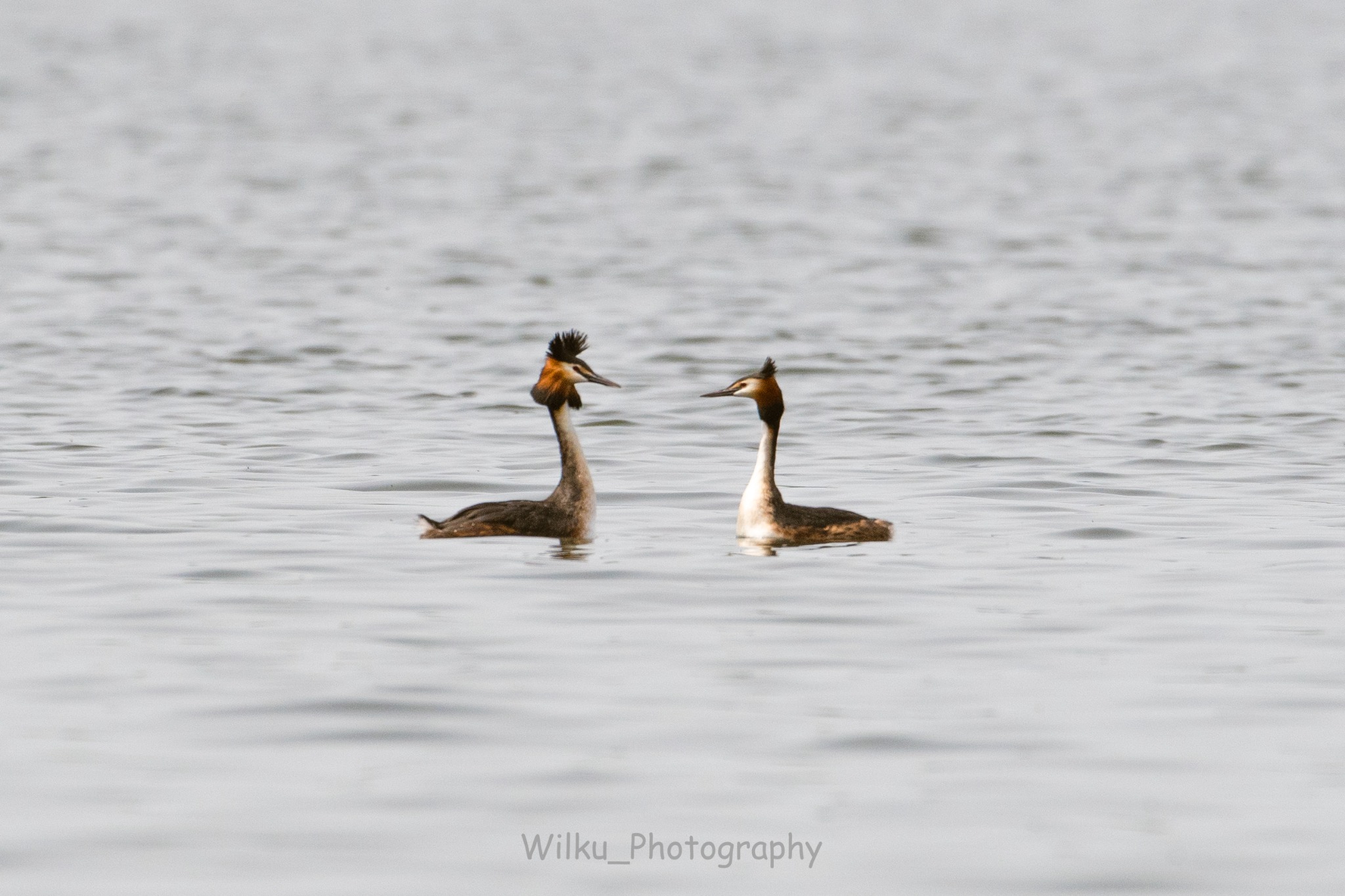 Dwa perkozy dwuczube na spokojnej wodzie, jeden z nastroszonym czubem, drugi z gładkim, patrzą na siebie.