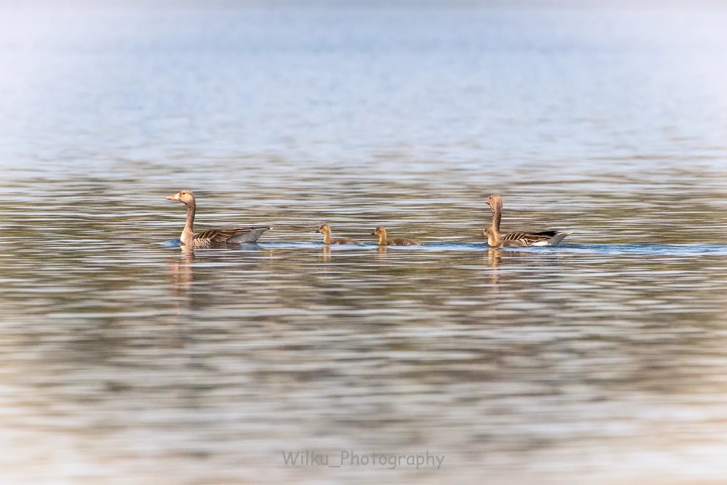Dwie gęsi z młodymi pływają po spokojnej wodzie jeziora w słoneczny dzień, widoczne delikatne fale i odbicia.