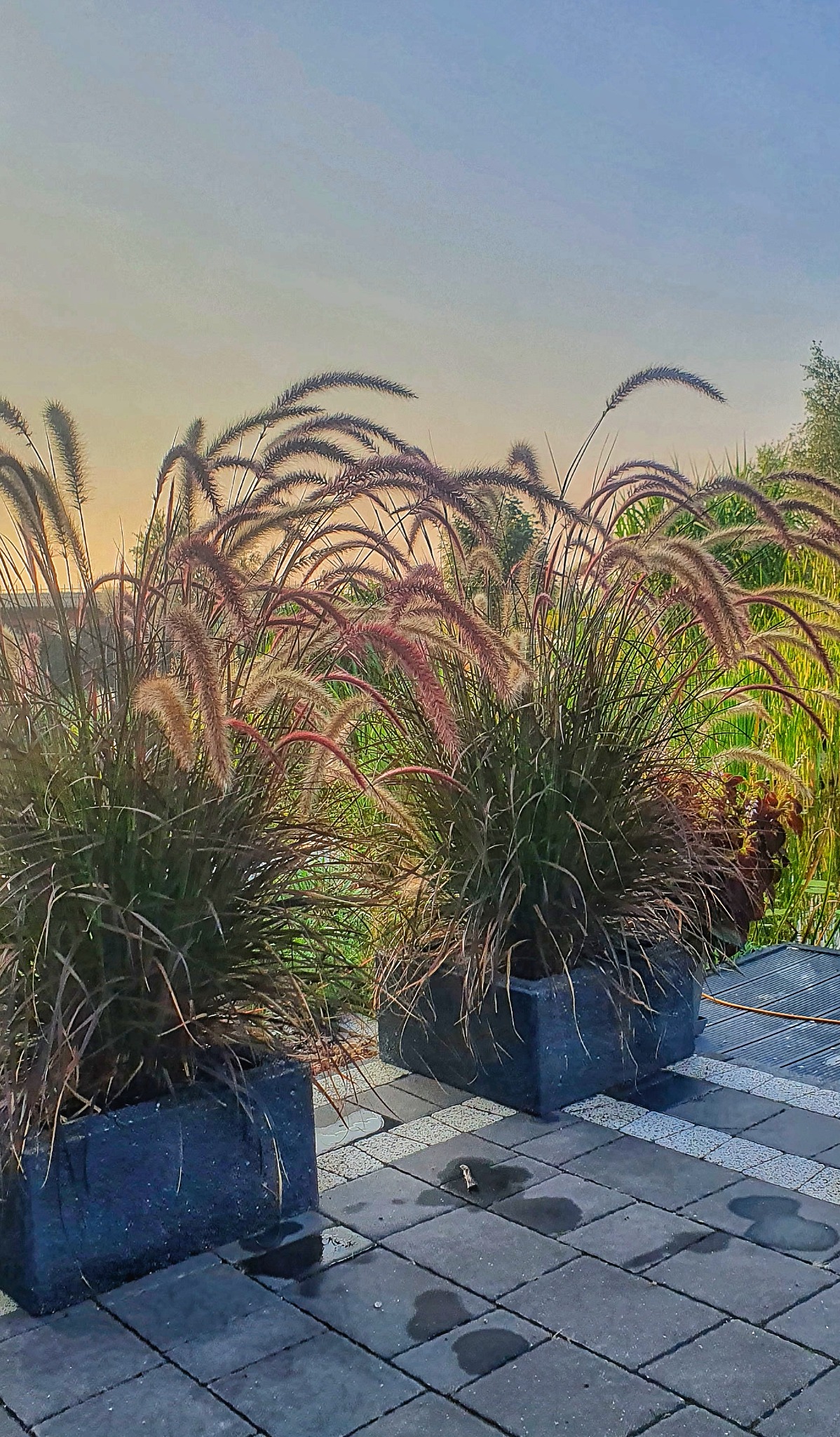 Dwa identyczne, kwadratowe, ciemne donice z ozdobnymi trawami na ciemnej kostce brukowej, w tle zielona roślinność i niebo o zachodzie słońca.