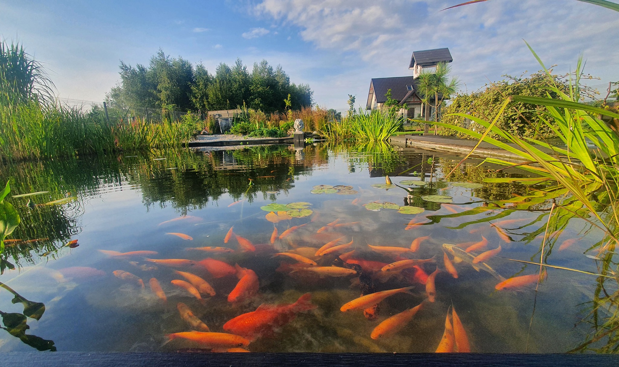 Oczko wodne z licznymi pomarańczowymi karpiami koi, z roślinnością wodną i drewnianym pomostem, w tle dom z wieżyczką i zielone drzewa pod błękitnym niebem.