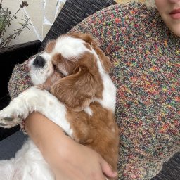 Wyprowadzanie psów Pszczyna 2