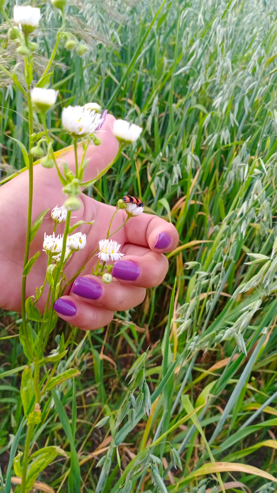 Dłoń z fioletowymi paznokciami trzyma białe kwiaty z małym, kolorowym chrząszczem na jednym z płatków, tło to pole zboża.