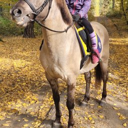 Stadniny i jazda konna Tomaszkowo 4