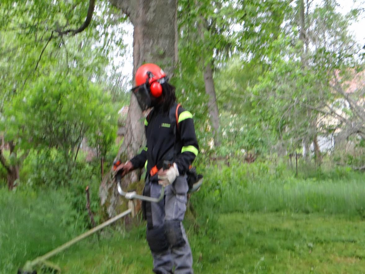 Pracownik w kasku i osłonie twarzy, w trakcie koszenia trawy kosiarką spalinową na tle drzew i zieleni.