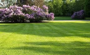 Idealnie równy, intensywnie zielony trawnik w parku, z kwitnącymi na fioletowo krzewami bzów w tle, oświetlony popołudniowym słońcem.