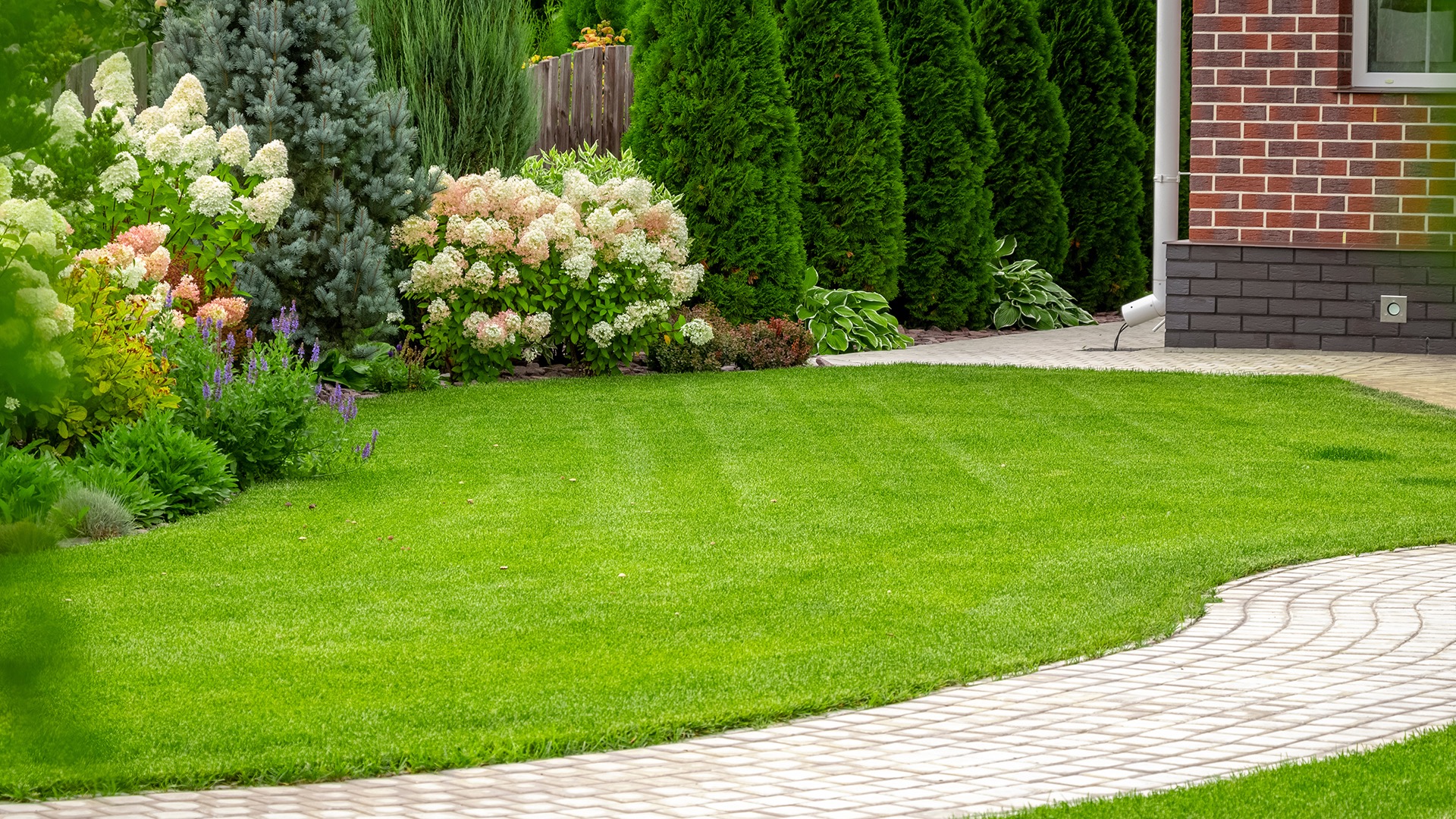 Perfekcyjnie utrzymany trawnik przydomowy z równo przystrzyżoną trawą, obrzeżony wijącym się chodnikiem z kostki brukowej i rabatami z kwitnącymi hortensjami oraz iglakami, na tle ściany budynku...