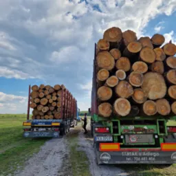 Dwa samochody ciężarowe załadowane okrąglakami z widocznymi pomarańczowymi oznaczeniami na przekroju, stojące na polnej drodze pod błękitnym niebem z chmurami.