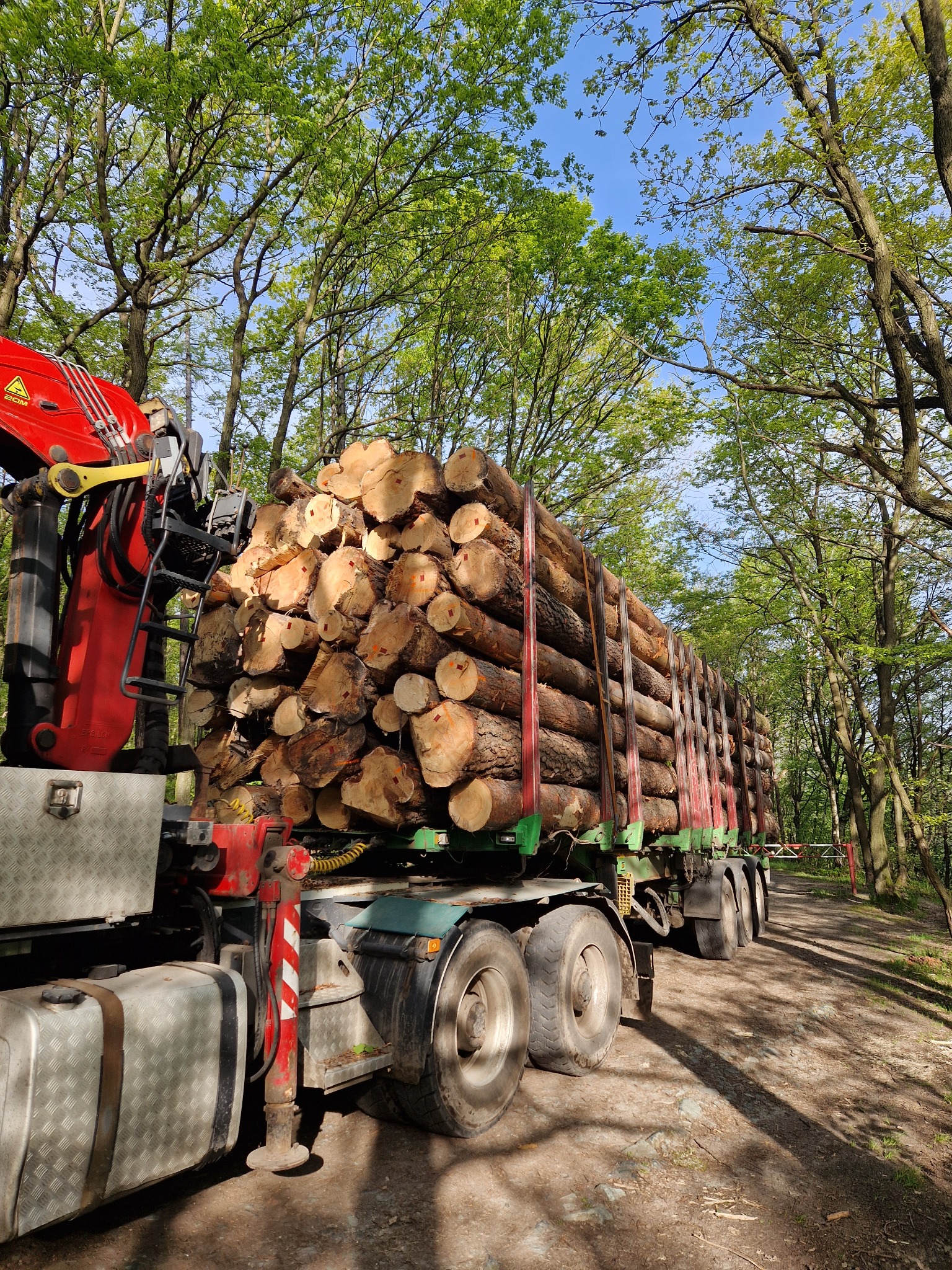 Ciężarówka z czerwonym dźwigiem załadowana świeżo ściętymi kłodami drewna, widok z dołu na tle drzew i nieba.