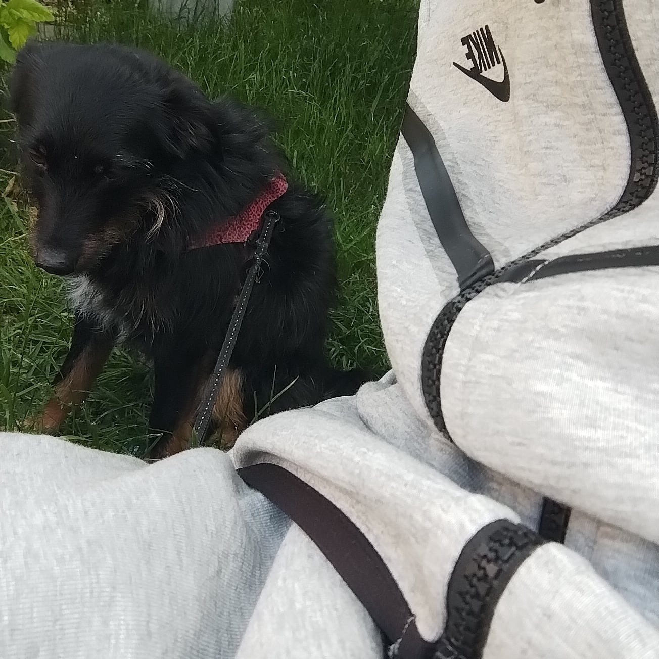 Mały czarny pies z czerwoną obrożą siedzi na trawie obok osoby ubranej w szarą bluzę marki Nike.