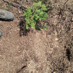 Damian Cichański - Mała sadzonka iglaka na ziemi pokrytej ściółką i drobnymi gałązkami, widoczny fragment buta roboczego w lewym górnym rogu kadru.