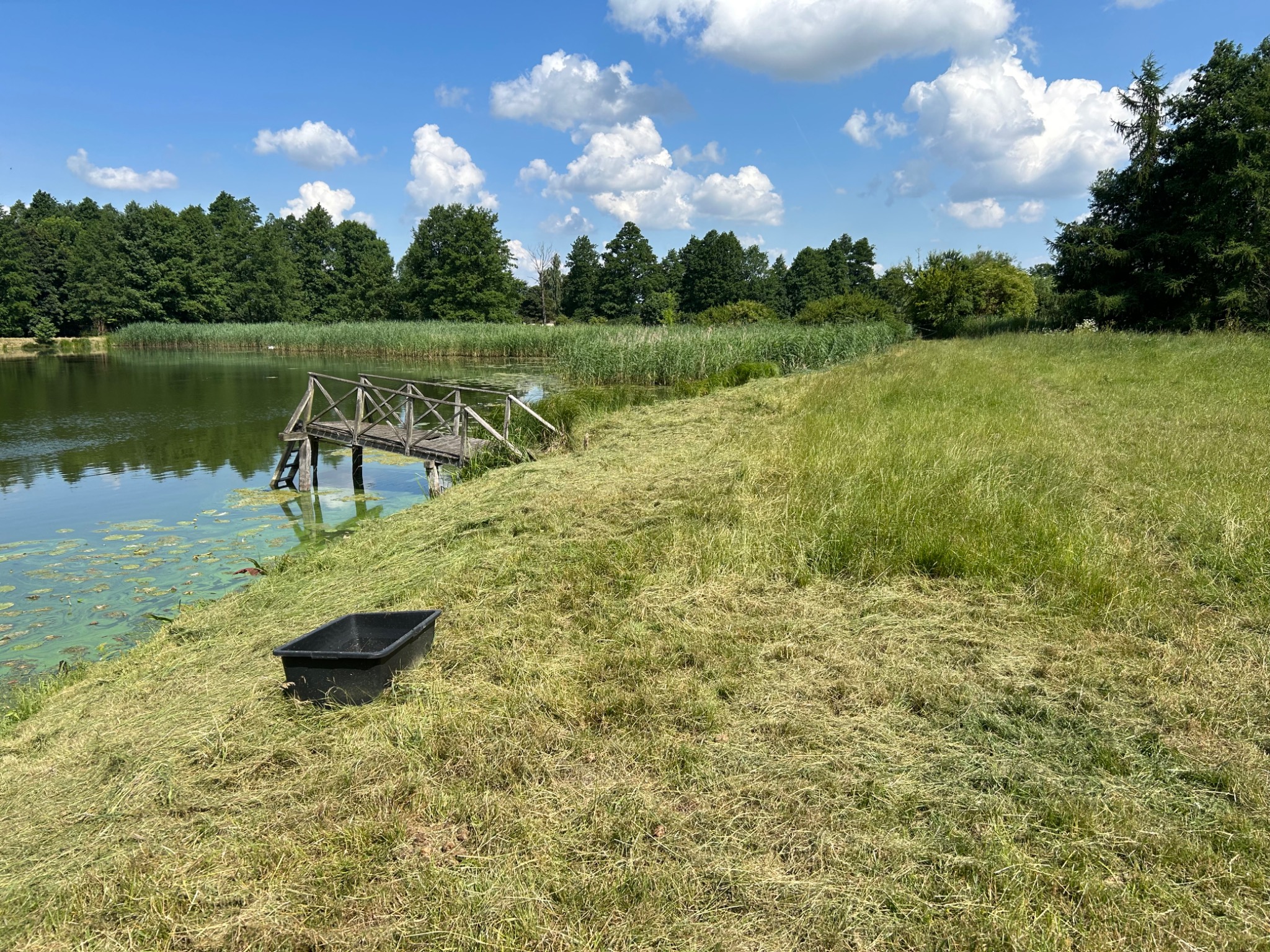 Świeżo skoszona trawa przy brzegu jeziora z drewnianym pomostem i czarnym pojemnikiem, widok na drzewa i błękitne niebo z obłokami.