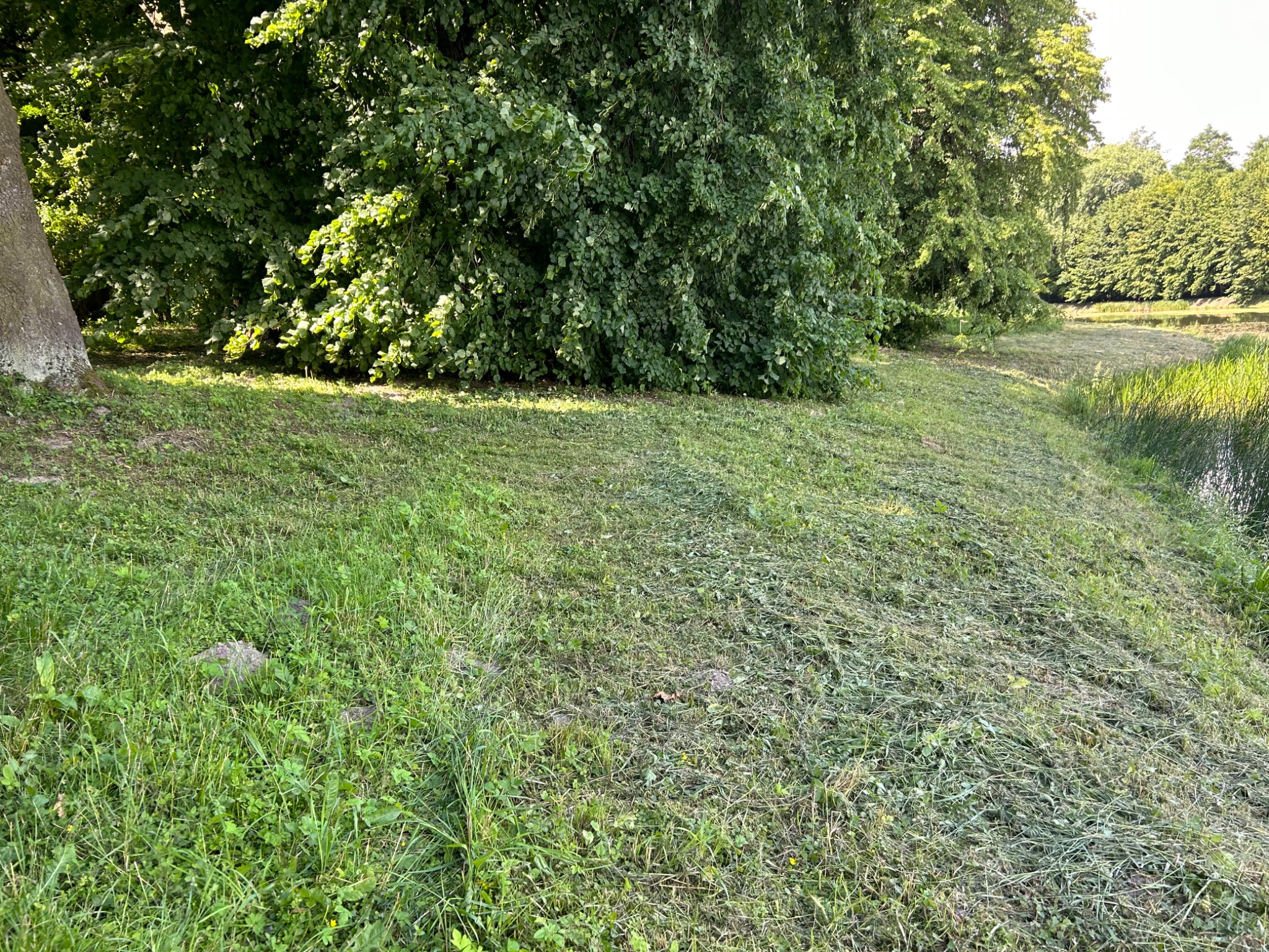 Fragment trawnika z wyraźnie widoczną granicą pomiędzy trawą skoszoną a nieskoszoną, z drzewami w tle i brzegiem zbiornika wodnego po prawej stronie.
