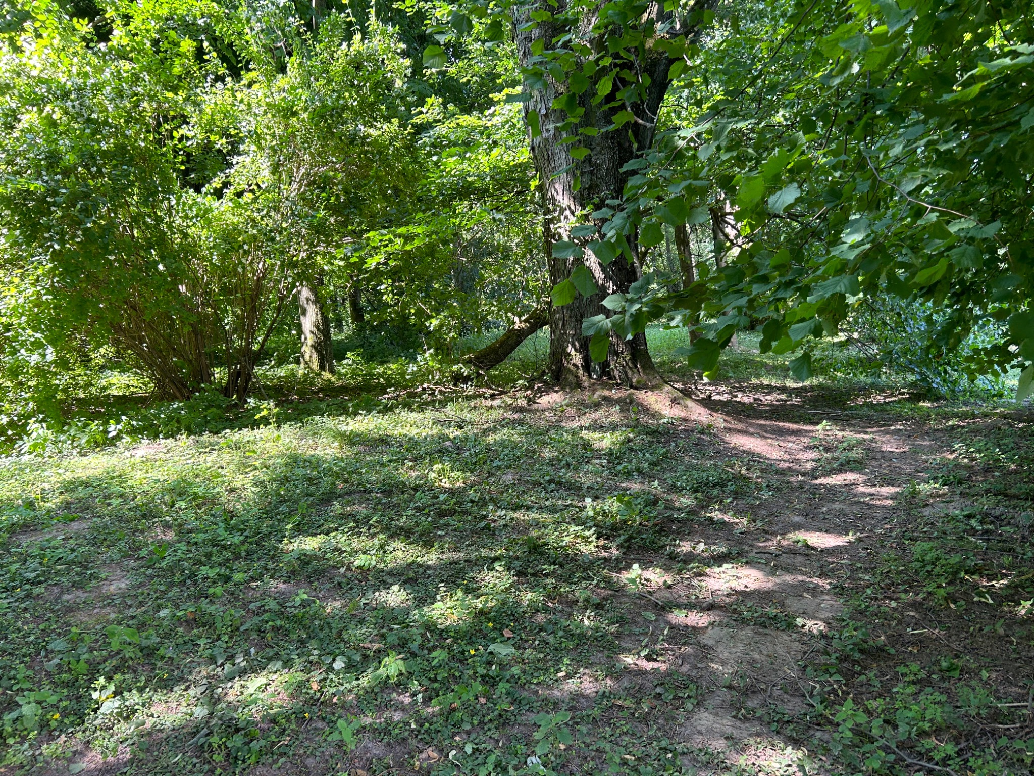Fragment leśnej ścieżki z dużym drzewem po prawej stronie i gęstą roślinnością w tle, oświetlony promieniami słońca przebijającymi się przez korony drzew.