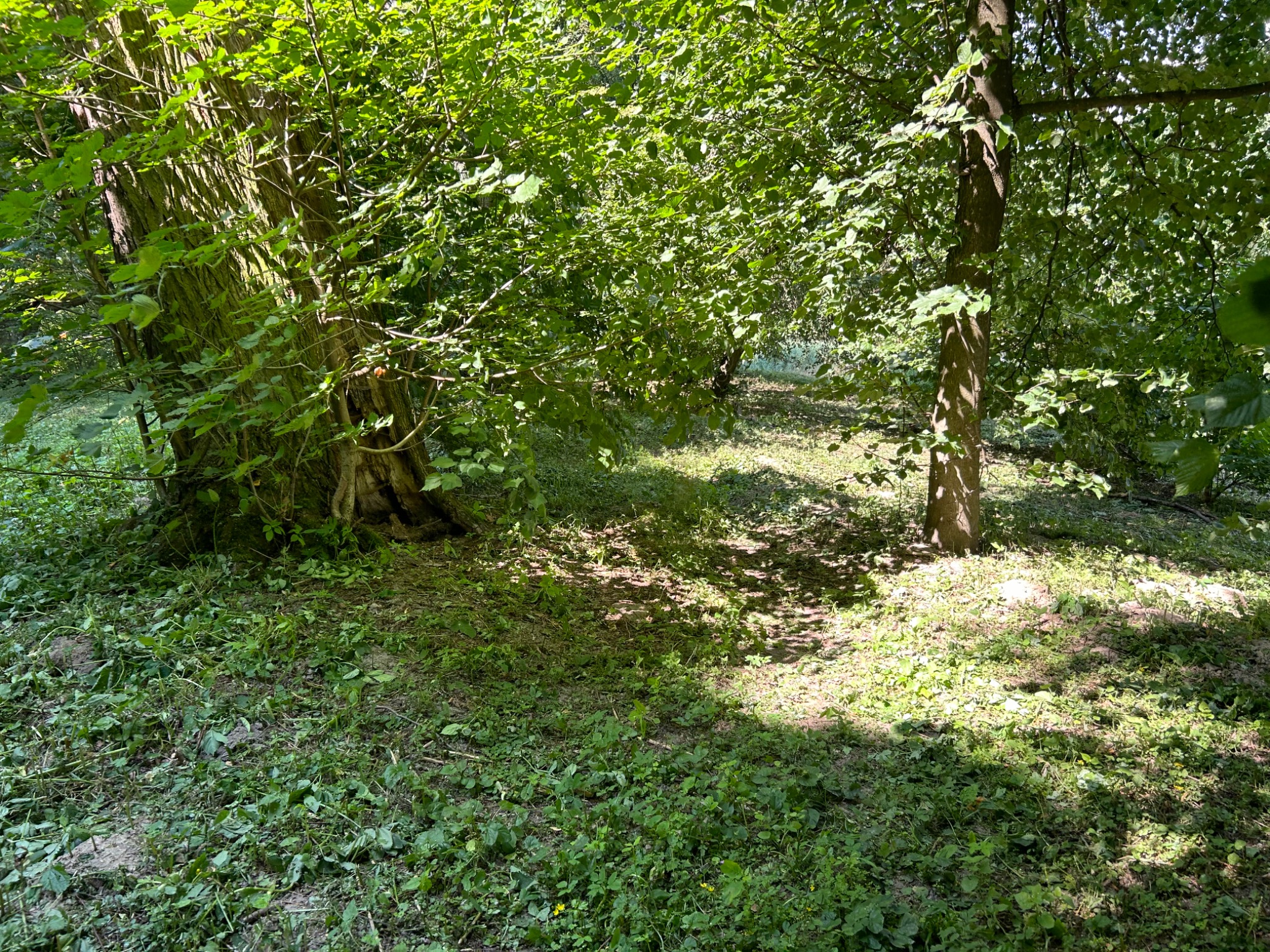 Fragment lasu z grubym drzewem po lewej stronie i cień na trawie, widok z dołu.