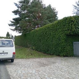 Wycinka drzew Zbąszyń 1