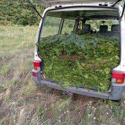 Wycinka drzew Zbąszyń 3