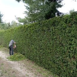 Wycinka drzew Zbąszyń 4