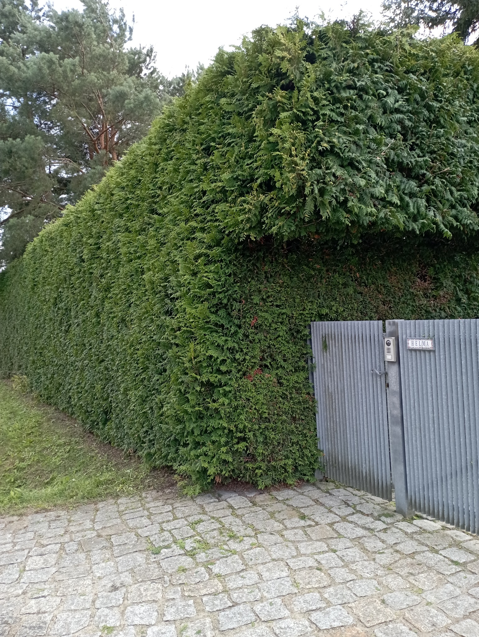 Gęsty, równo przycięty żywopłot z tui, przylegający do metalowej bramy z domofonem i tabliczką adresową, widoczny z perspektywy chodnika z kostki brukowej.