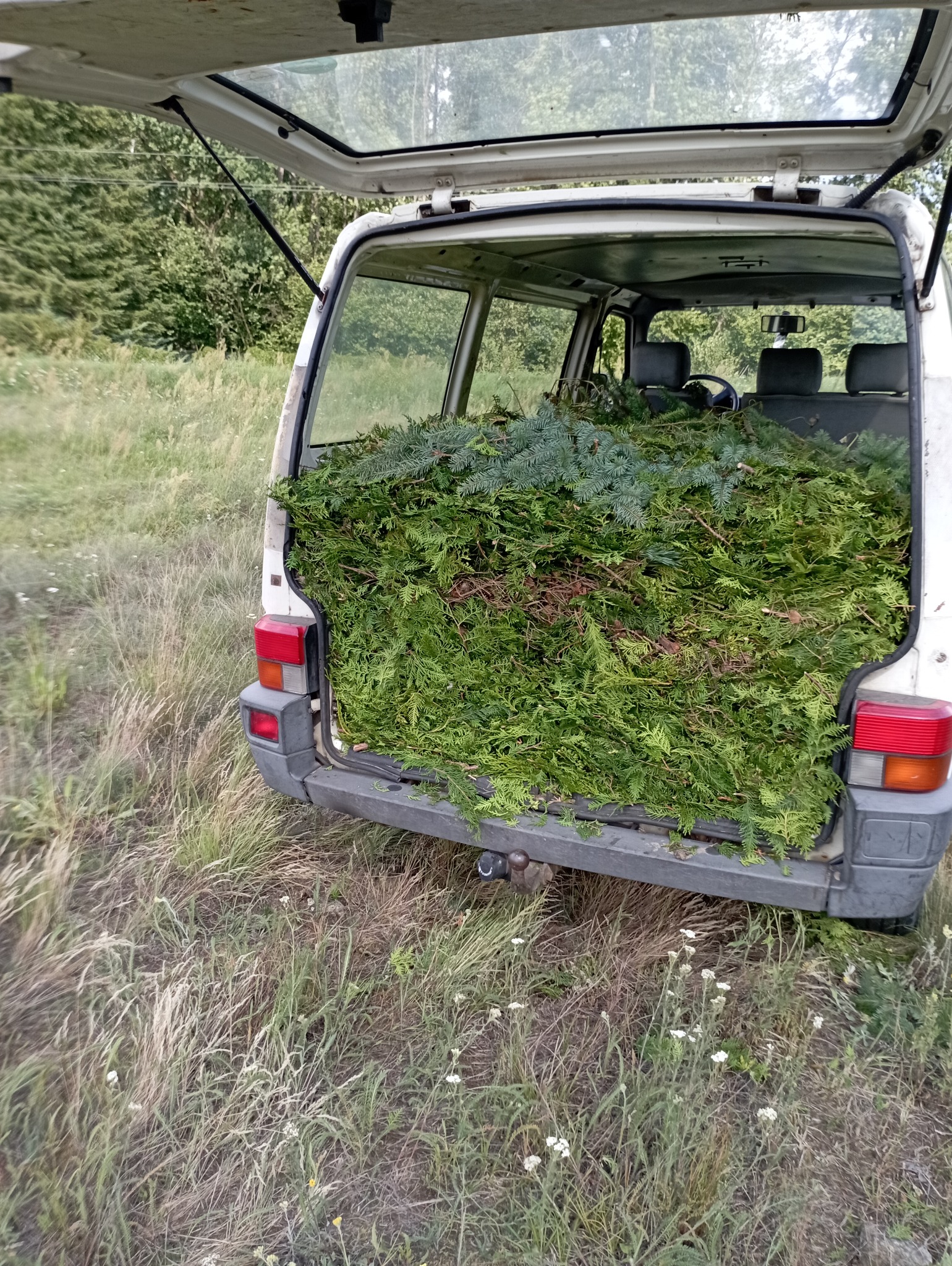 Otwarty bagażnik białego vana wypełniony gałęziami drzew iglastych, stojącego na zarośniętym terenie. Widoczne tylne światła pojazdu i hak holowniczy.