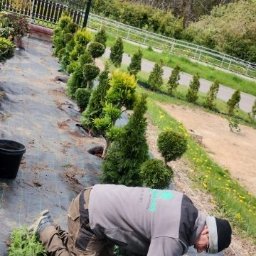 Ogrody Dudy - Pracownik w trakcie sadzenia ozdobnych krzewów iglastych na przygotowanym podłożu z agrowłókniny, widoczne rzędy posadzonych roślin i donice z sadzonkami, w tle ogrodzenie i zieleń.