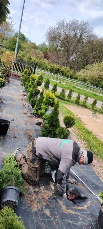 Pracownik w trakcie sadzenia ozdobnych krzewów iglastych na przygotowanym podłożu z agrowłókniny, widoczne rzędy posadzonych roślin i donice z sadzonkami, w tle ogrodzenie i zieleń.