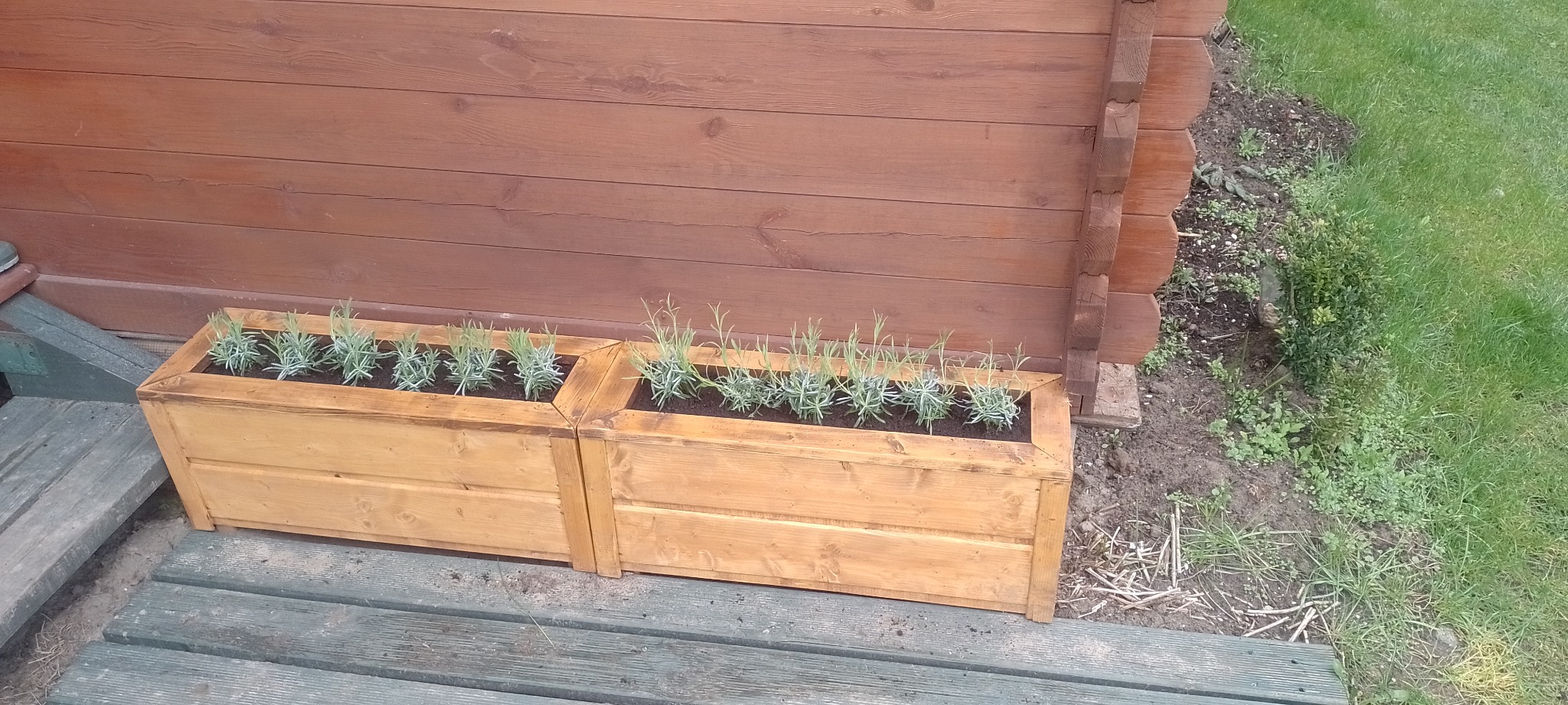 Dwie drewniane skrzynie na rośliny ustawione obok siebie na drewnianym podeście przy drewnianej ścianie domu, w skrzyniach posadzone małe sadzonki lawendy.