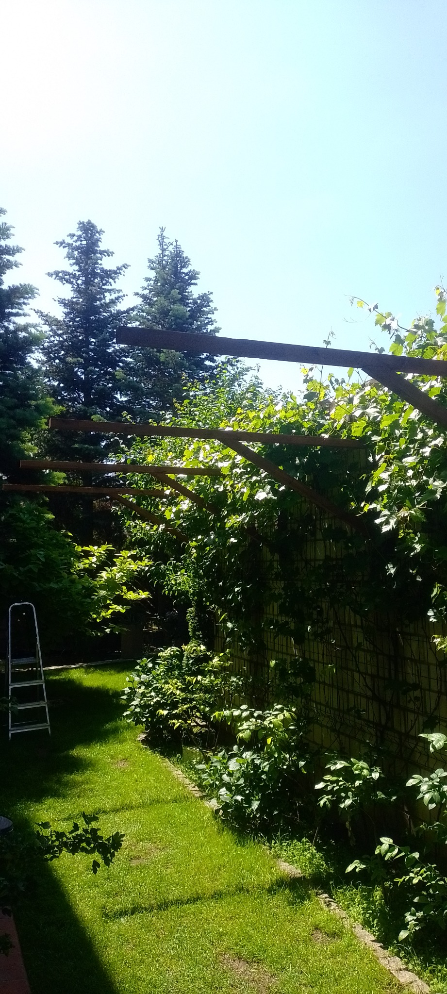 Drewniana konstrukcja pergoli częściowo porośnięta zielenią, z drabinką opartą o ścianę w tle, na tle trawnika i drzew iglastych w słoneczny dzień.