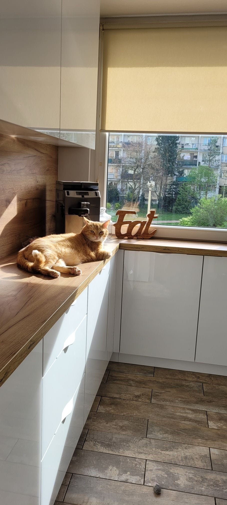 Rudy kot leży na drewnianym blacie kuchennym w słonecznym świetle, obok ekspresu do kawy i dekoracji z napisem 'Eat', z widokiem na budynki mieszkalne za oknem.