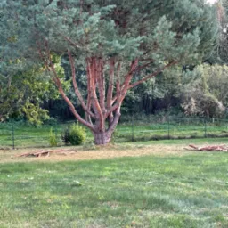 Duża sosna o czerwonej korze na trawniku, z widocznymi gałęziami po przycince u podstawy, ogrodzona niskim płotem z zielonej siatki.