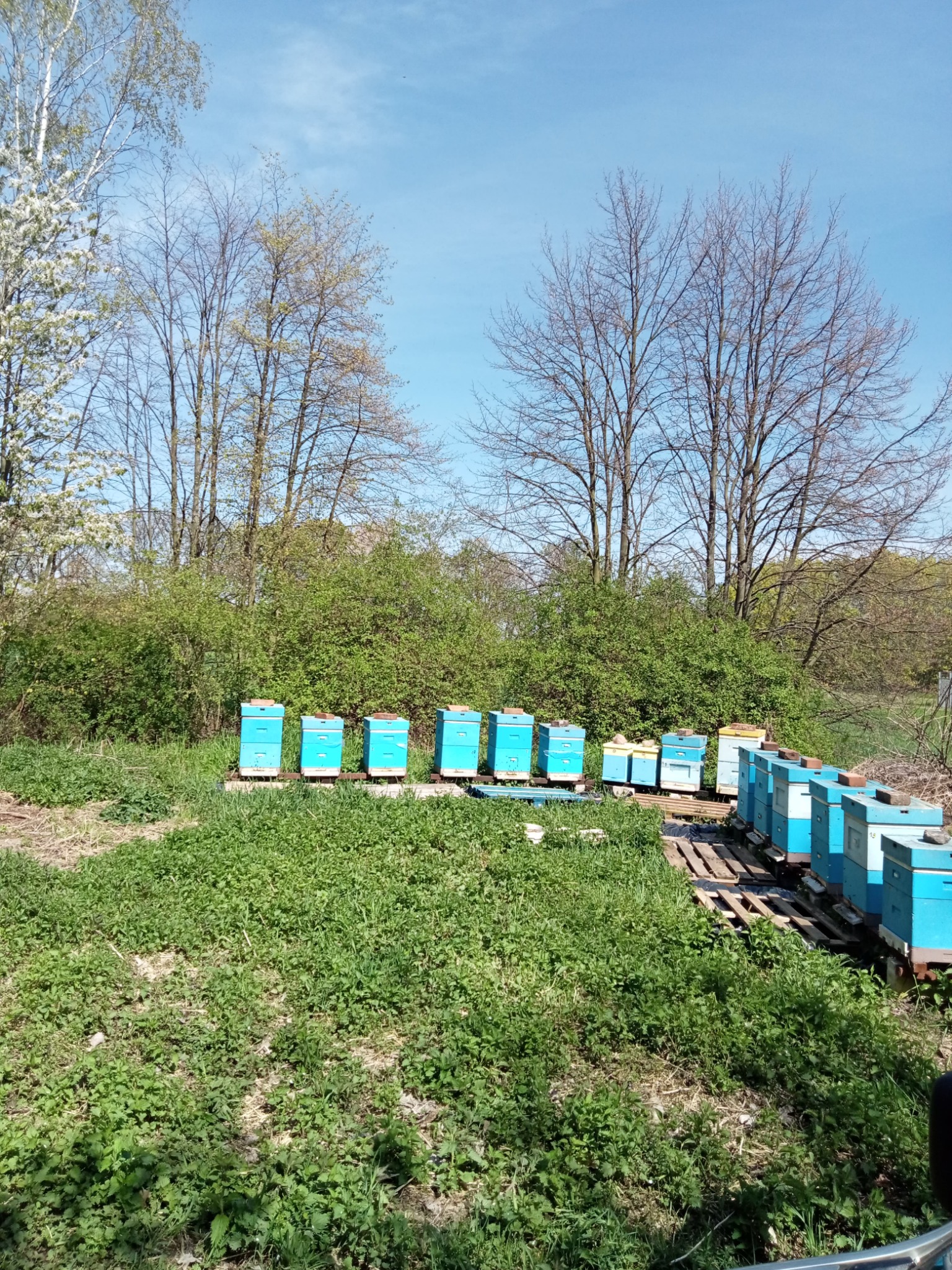 Ustawione rzędem niebieskie ule na łące w słoneczny dzień, niektóre na paletach, w tle drzewa i krzewy.