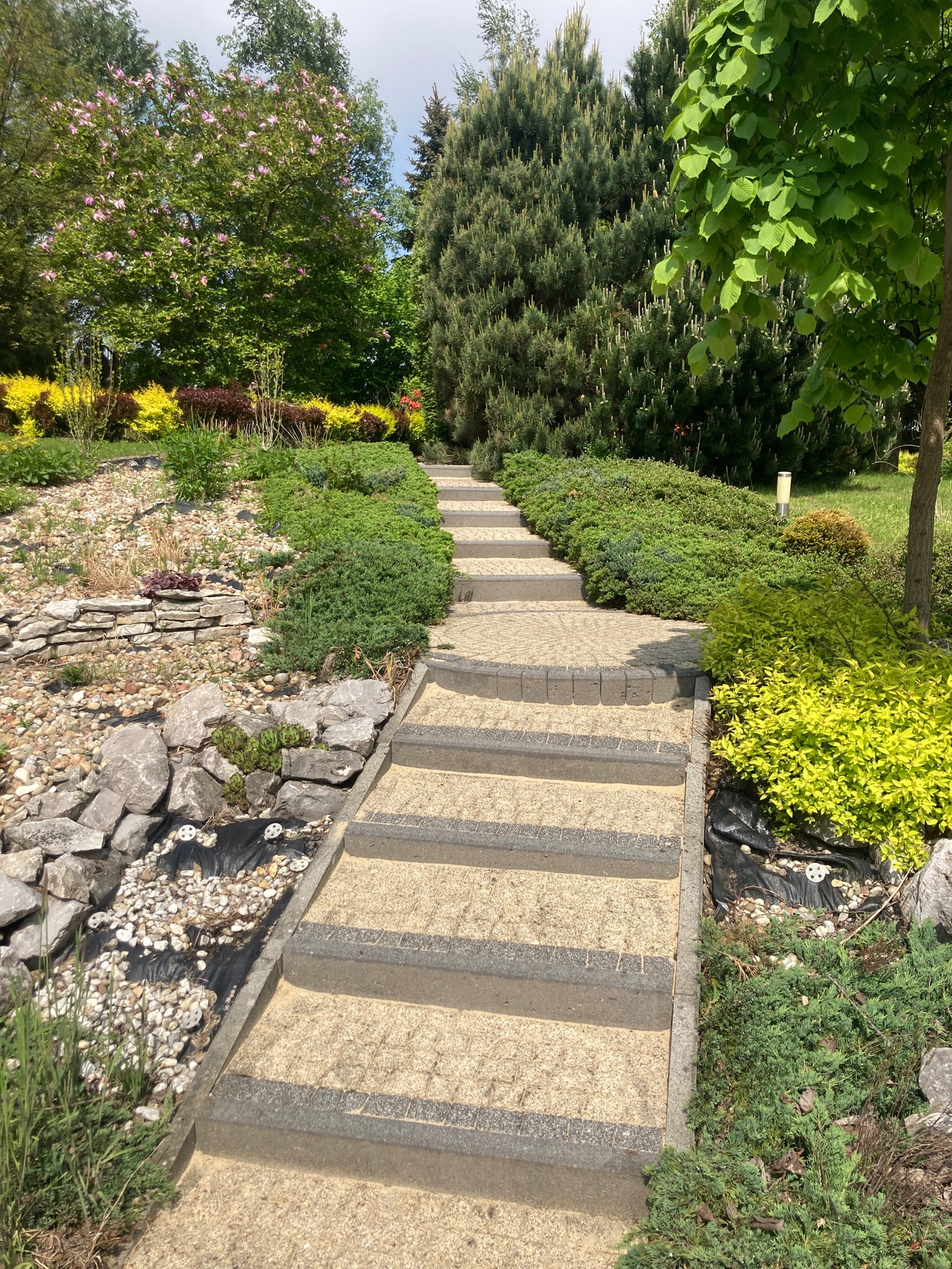 Kamienne schody prowadzące przez ogród z różnorodną roślinnością, w tle drzewa z kwitnącą magnolią.