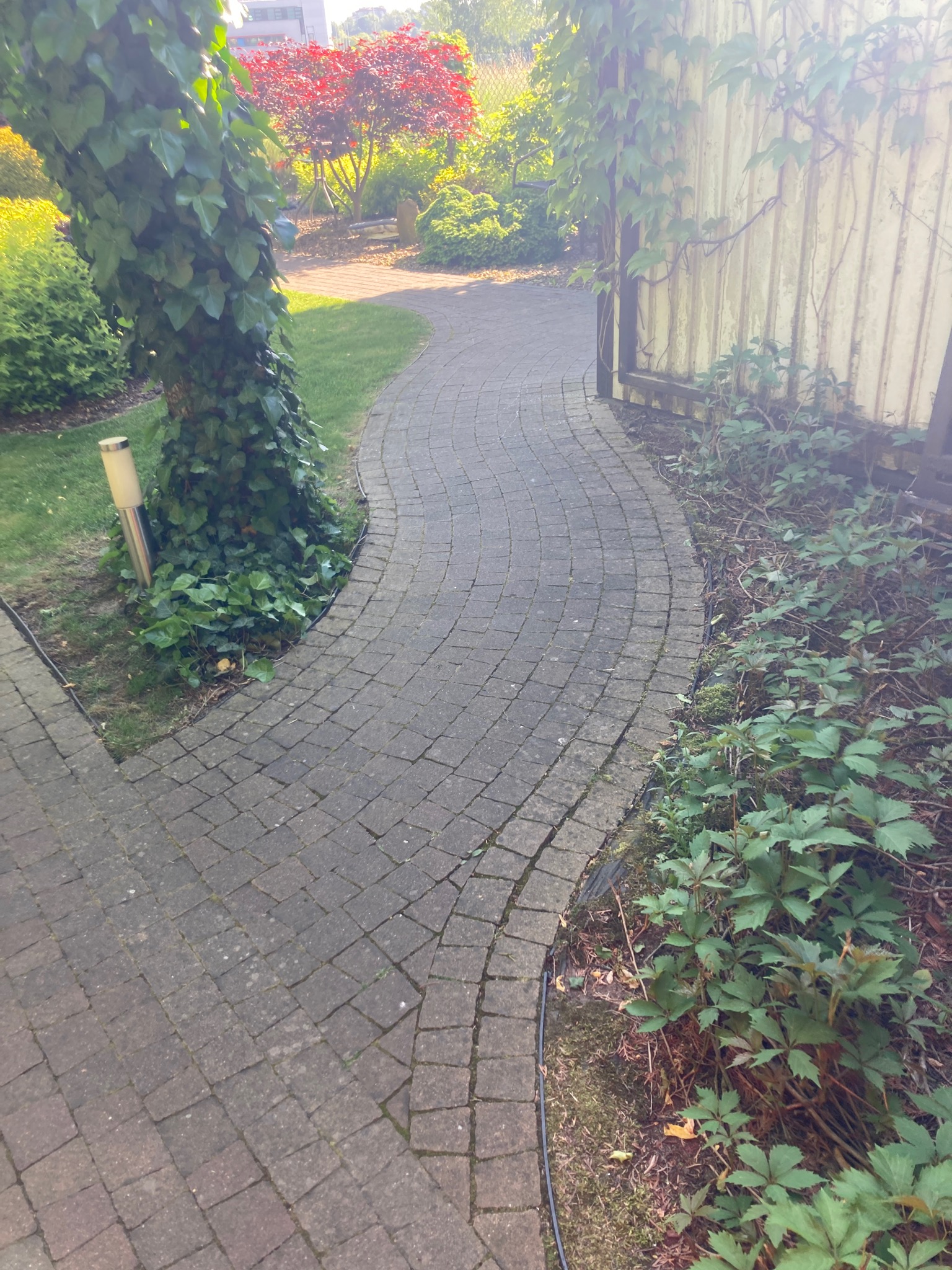 Zakrzywiony chodnik z kostki brukowej prowadzący przez ogród z drzewem porośniętym bluszczem i drewnianym ogrodzeniem w tle.