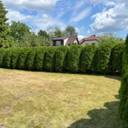 Równy, gęsty żywopłot z tui szmaragd na tle domu z brązowym dachem i błękitnego nieba z chmurami, trawnik z widocznymi śladami po nawadnianiu.