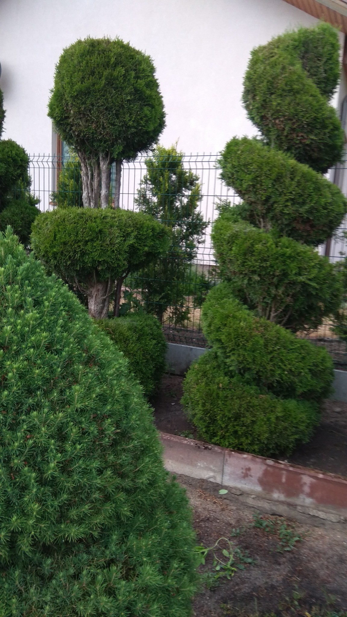 Formowane krzewy i drzewa iglaste w ogrodzie, widoczny kształt spirali i kuli, ogrodzenie z siatki w tle.