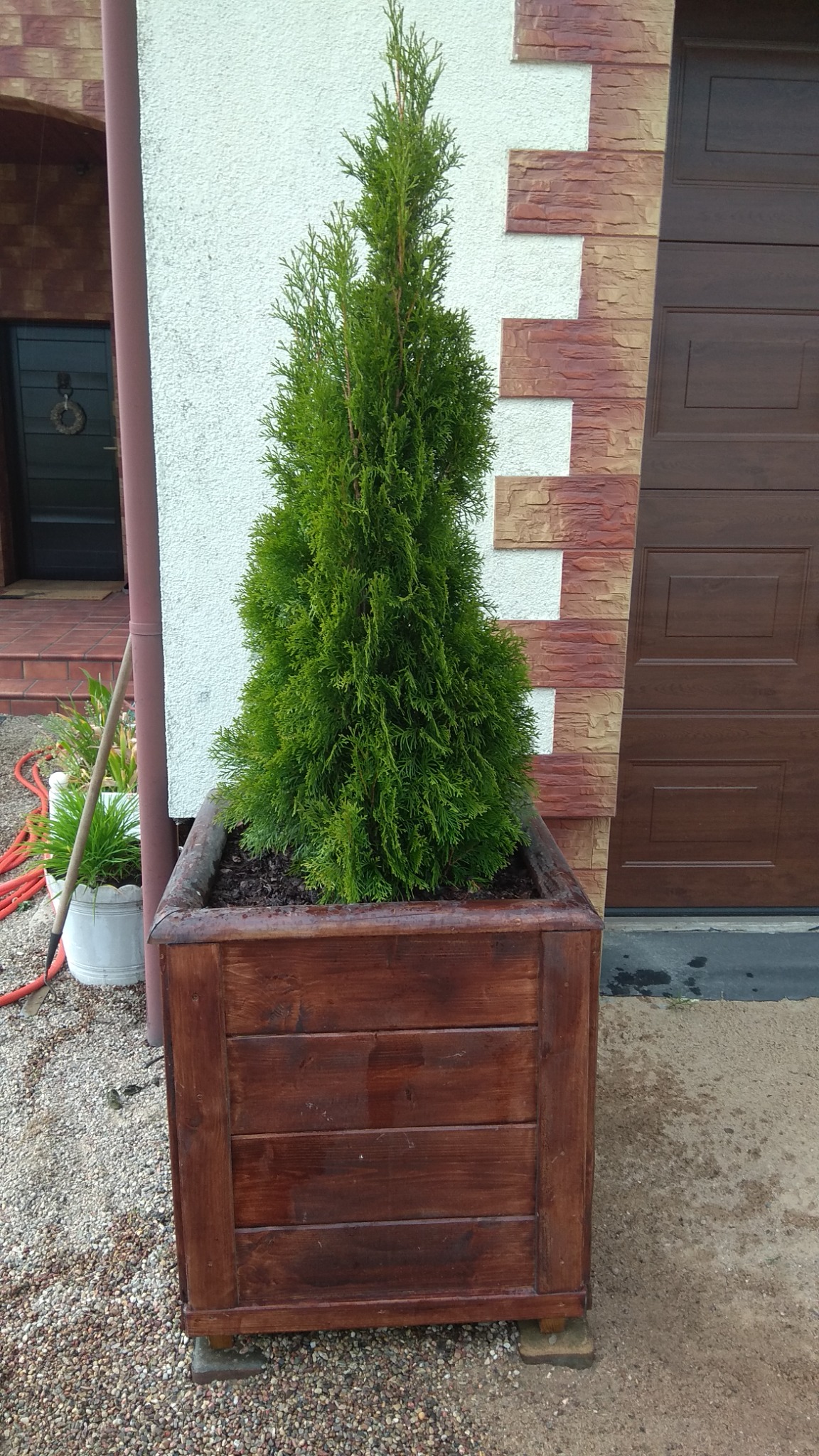 Stożkowa tuja w dużej, drewnianej donicy na tle elewacji budynku z brązowymi drzwiami garażowymi