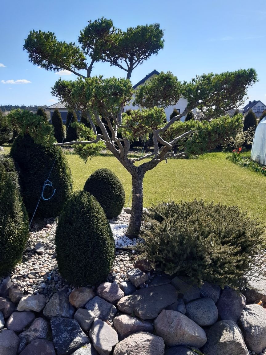 Ogród z formowanymi drzewami i krzewami, otoczony kamieniami i białym żwirem, na tle zielonego trawnika i domu.