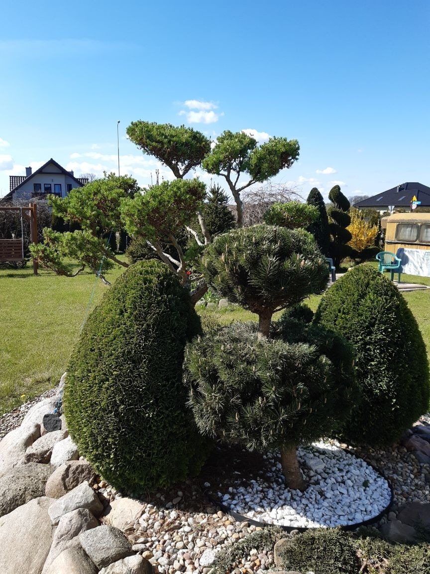 Formowane drzewa i krzewy w ogrodzie z białymi kamykami, otoczone większymi kamieniami i zielonym trawnikiem, w tle dom i przyczepa kempingowa.