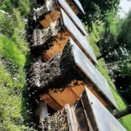 Ule z pszczołami w przydomowym ogrodzie, z widocznymi rojami na ścianach uli i w powietrzu, otoczone zieloną trawą i drzewami.