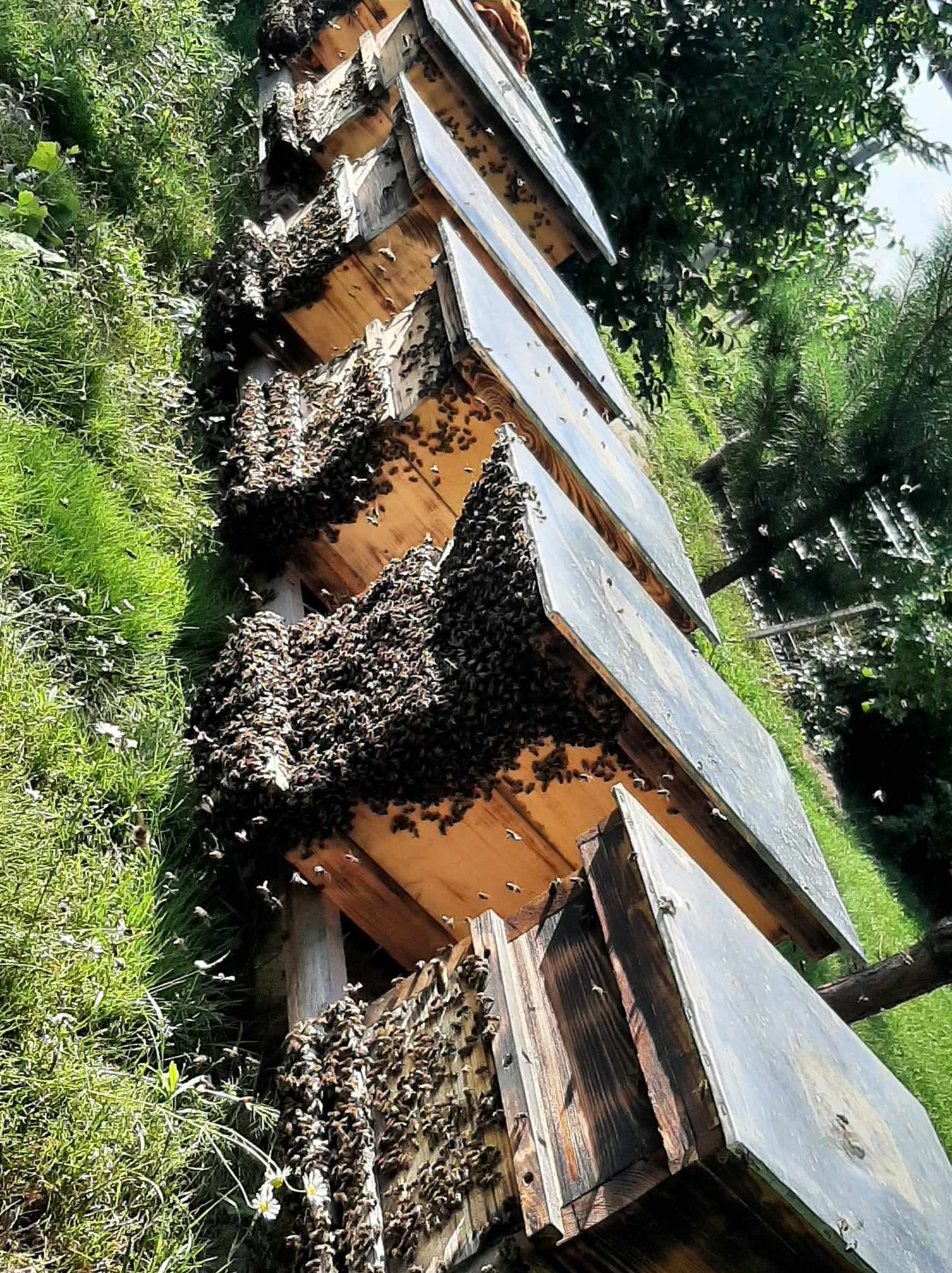 Ule z pszczołami w przydomowym ogrodzie, z widocznymi rojami na ścianach uli i w powietrzu, otoczone zieloną trawą i drzewami.