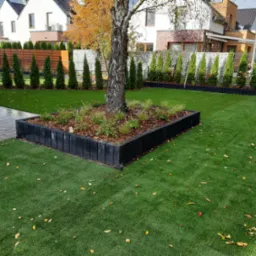 Starannie założony trawnik z drzewem w centralnej części, obudowanym czarną obwódką, z widocznymi jesiennymi liśćmi na trawie i w obwódce, w tle rząd tuj i domy jednorodzinne.