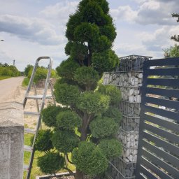 Pielęgnacja ogrodów Skrzeszew 3