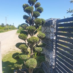 Pielęgnacja ogrodów Skrzeszew 4