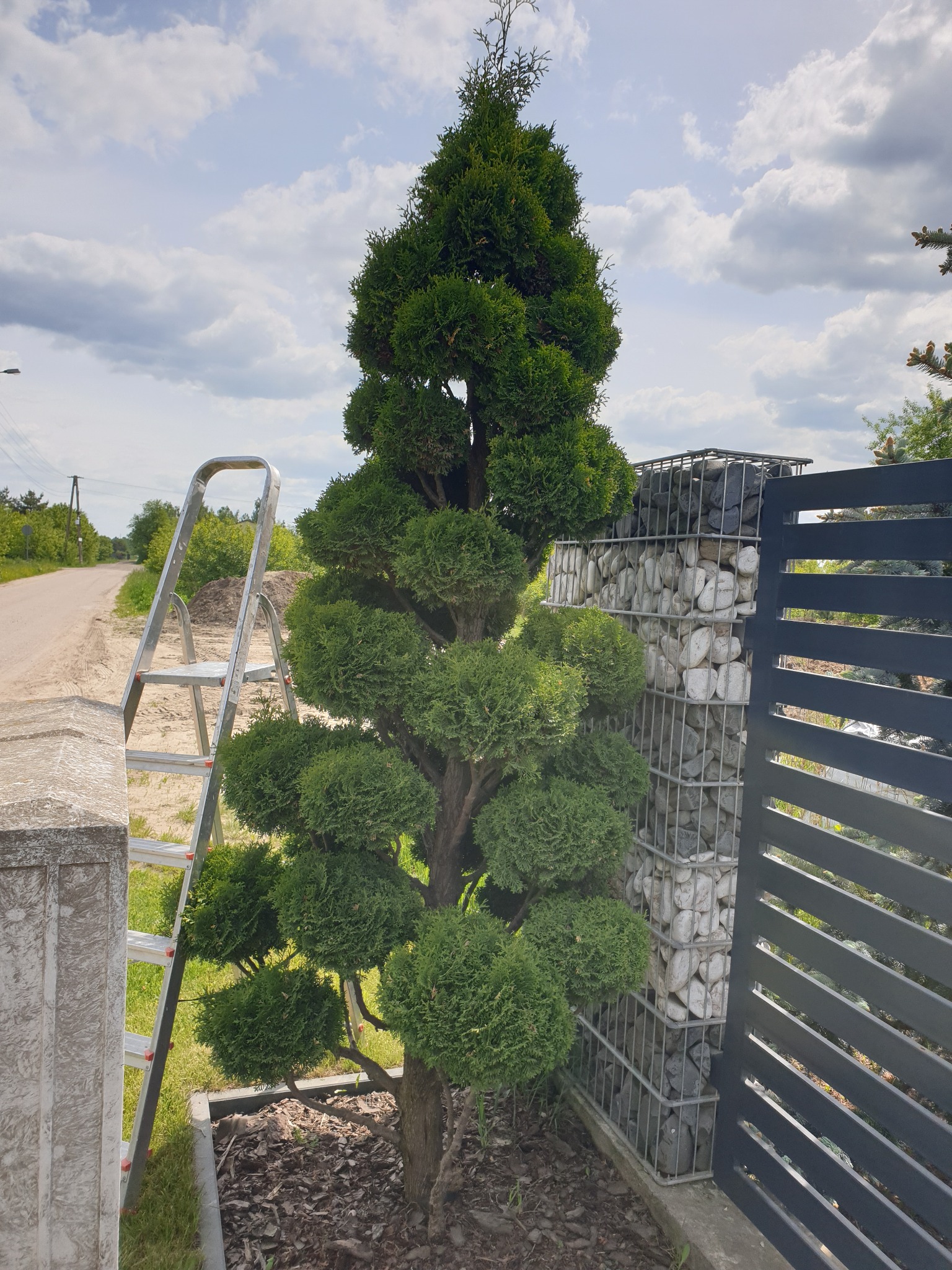 Formowany krzew iglasty w donicy, z metalową drabinką opartą o betonowy słupek i gabion z białymi kamieniami w tle, obok grafitowe ogrodzenie.