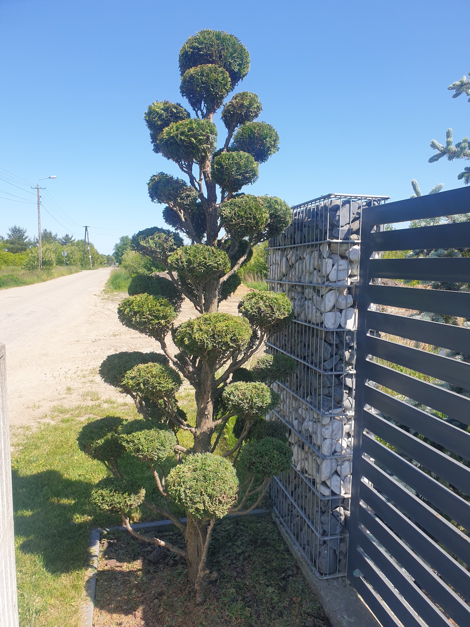 Starannie uformowane drzewo iglaste z kulistymi koronami, rosnące przy nowoczesnym ogrodzeniu gabionowym wypełnionym białymi kamieniami, na tle wiejskiej drogi i błękitnego nieba.