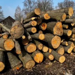 Stos pociętych kłód drewna kominkowego z pomarańczowymi oznaczeniami, ułożonych na ziemi, w tle budynek gospodarczy i nagie drzewa pod błękitnym niebem.