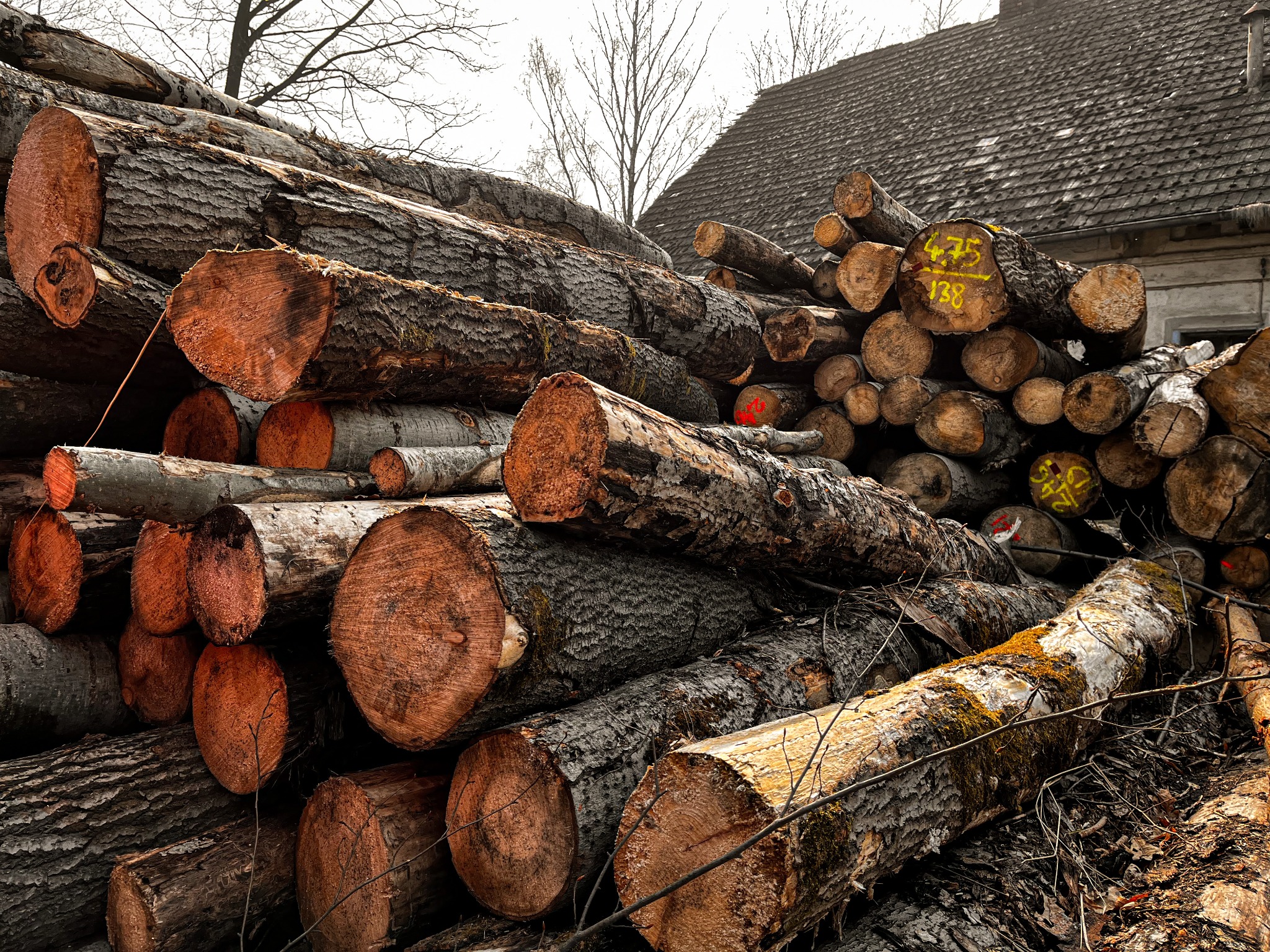 Stos pociętych kłód drewna na składowisku, niektóre z żółtymi numerami, z budynkiem w tle.