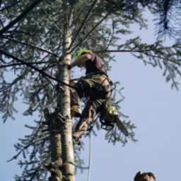 Arborysta w kasku i uprzęży, przycina wysokie drzewo iglaste z użyciem piły spalinowej, widoczny ścięty pień obok.