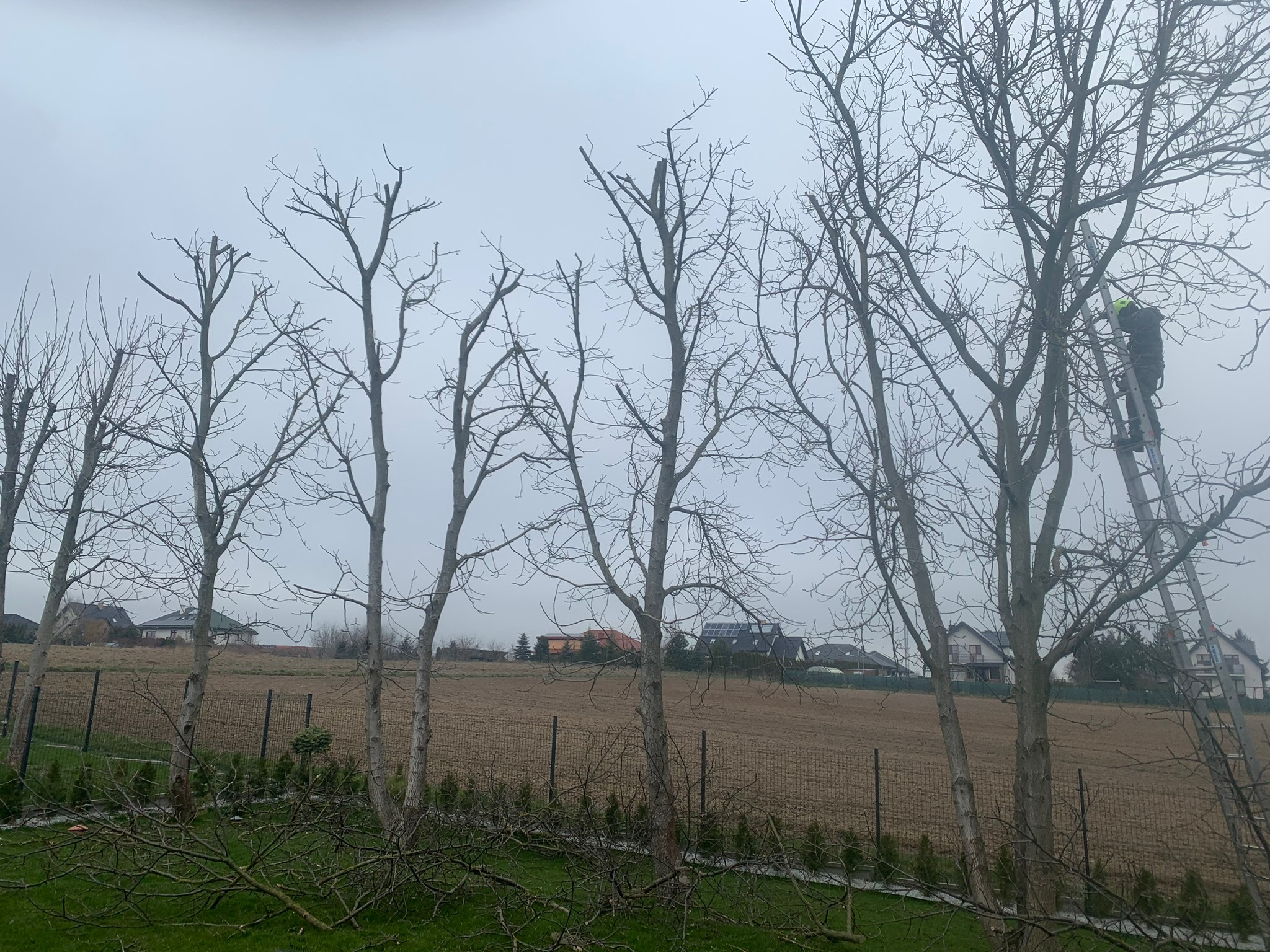 Przycięte drzewa owocowe w okresie bezlistnym, pracownik na drabinie w ochronnym kasku, widoczne gałęzie na trawie, w tle pole i zabudowania.